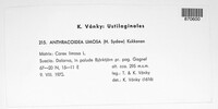 Image Associated With the Occurence